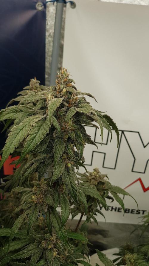 Sherbet with Paya. Week 14