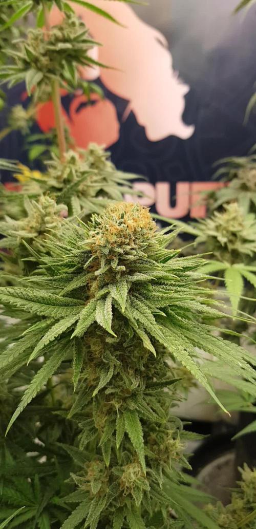 Ultimate Rapier Hunt