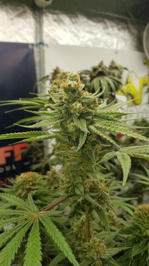 Ultimate Rapier Hunt. Week 14