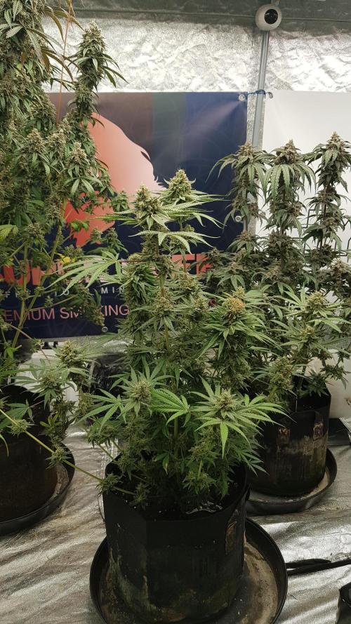 Ultimate Rapier Hunt. Week 14