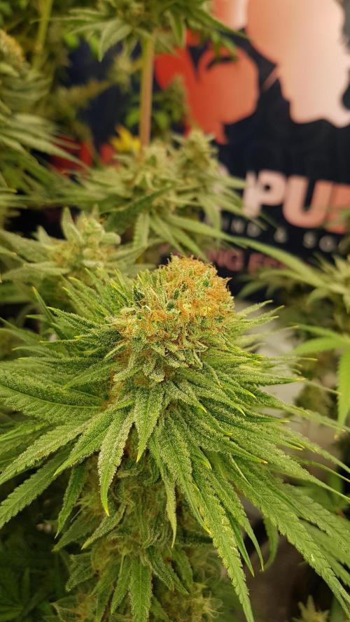 Ultimate Rapier Hunt. Week 14