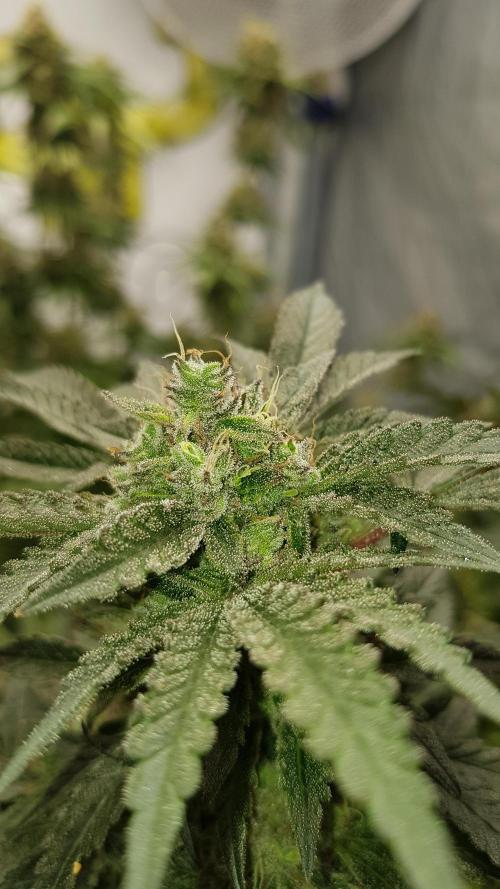 Fruity Dunk Shot. Week 14