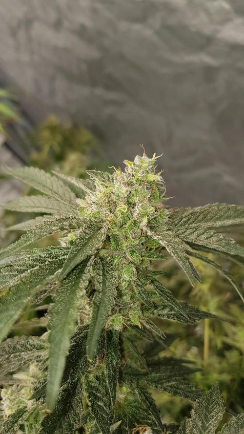 Fruity Dunk Shot. Week 14