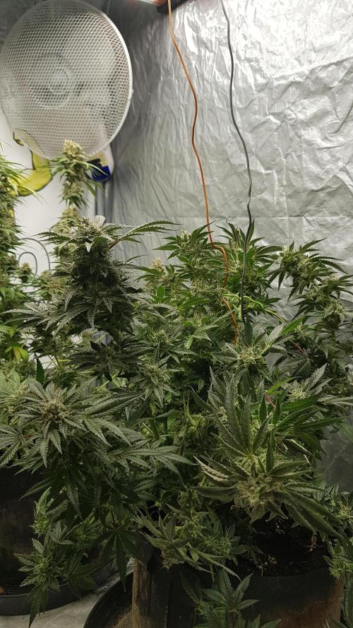 Fruity Dunk Shot. Week 14