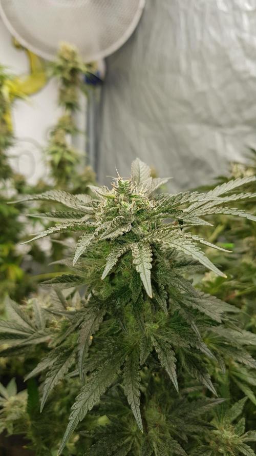 Fruity Dunk Shot. Week 14