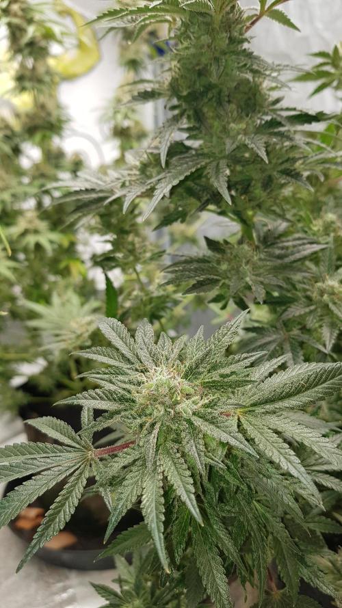 Fruity Dunk Shot. Week 14