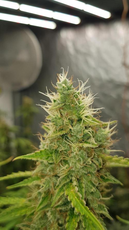 Spider Hunt. Week 14