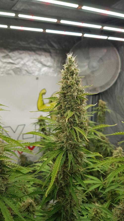 Spider Hunt. Week 14