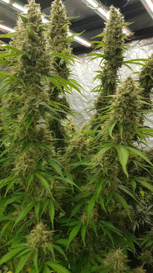 Spider Hunt. Week 14