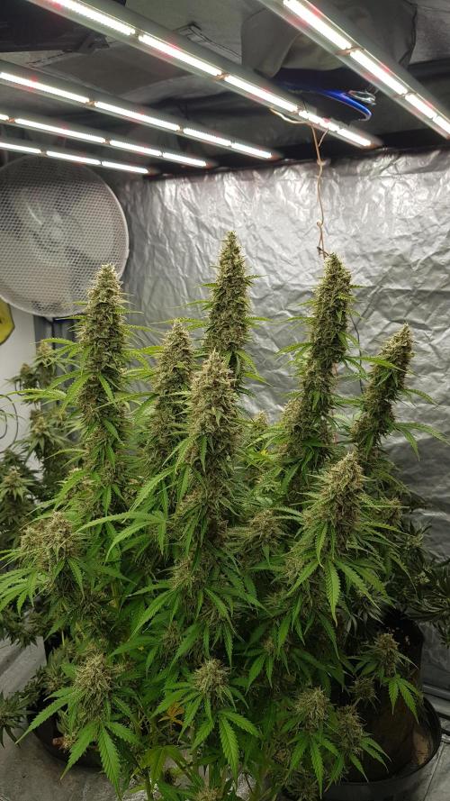 Spider Hunt. Week 14