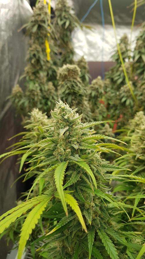 Opium goes Black #2. Week 14