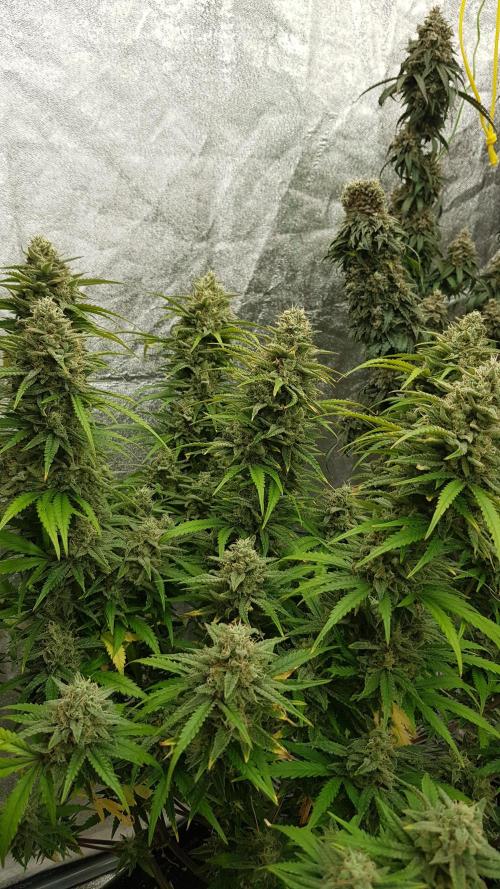 Opium goes Black #2. Week 14