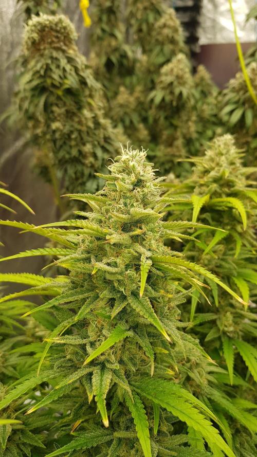 Opium goes Black #2. Week 14