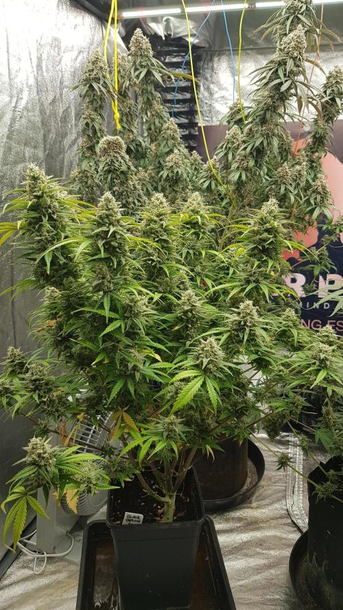 Opium goes Black #2. Week 14