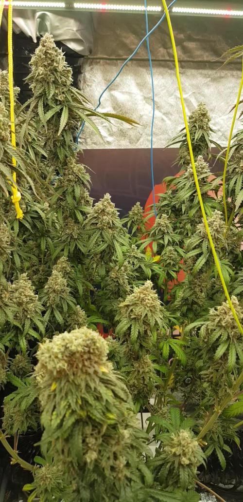 Rainbow Dreams