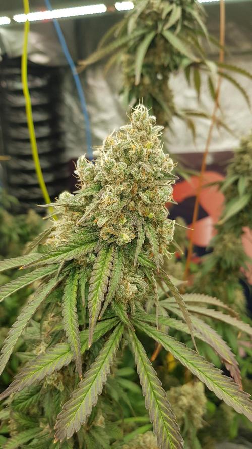 Rainbow Dreams. Week 14