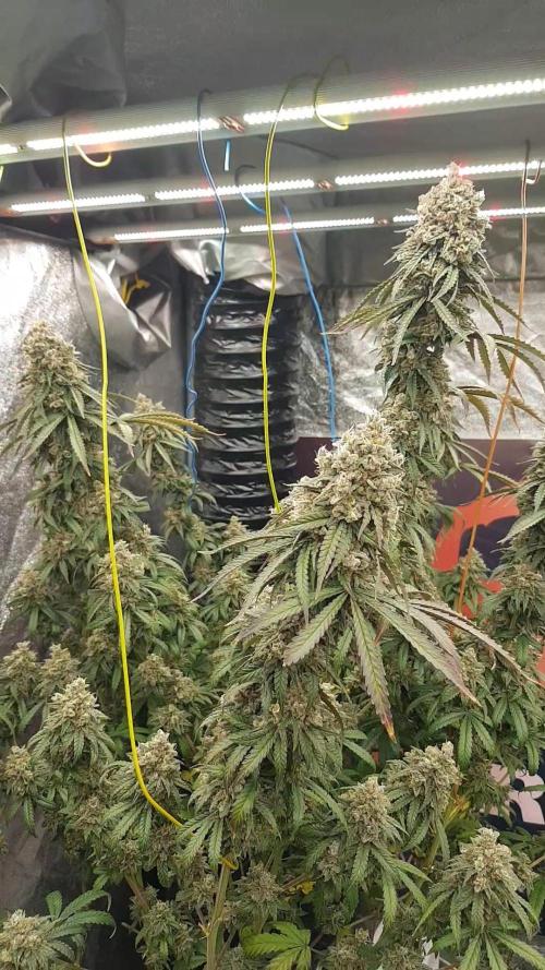 Rainbow Dreams. Week 14