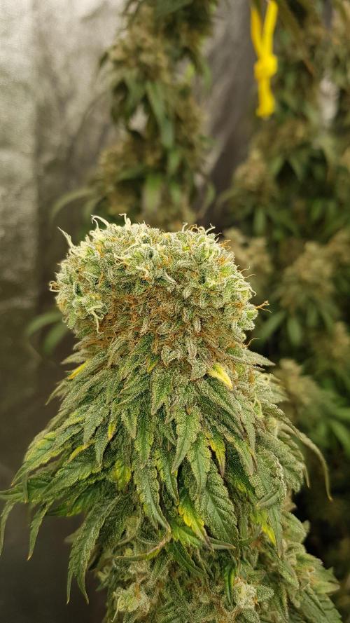 Rainbow Dreams. Week 14