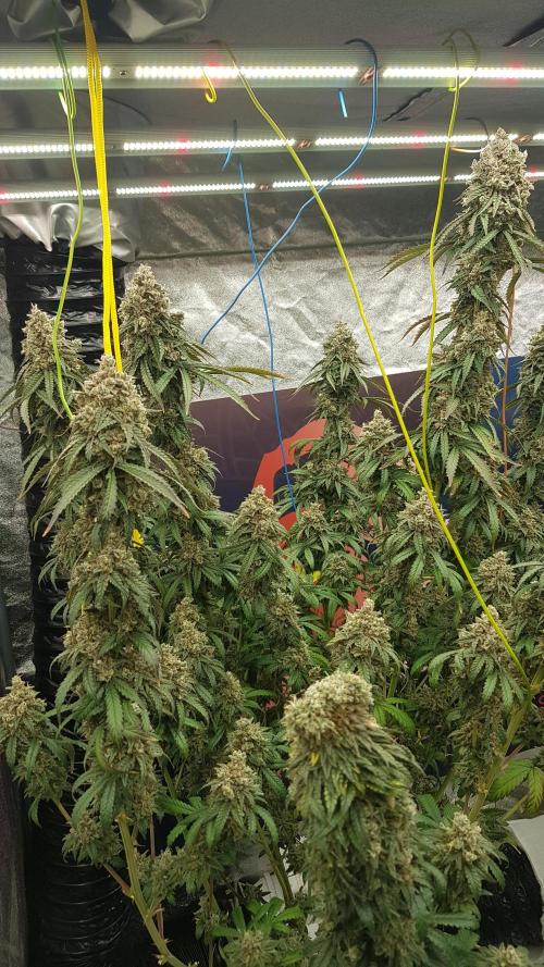 Rainbow Dreams. Week 14