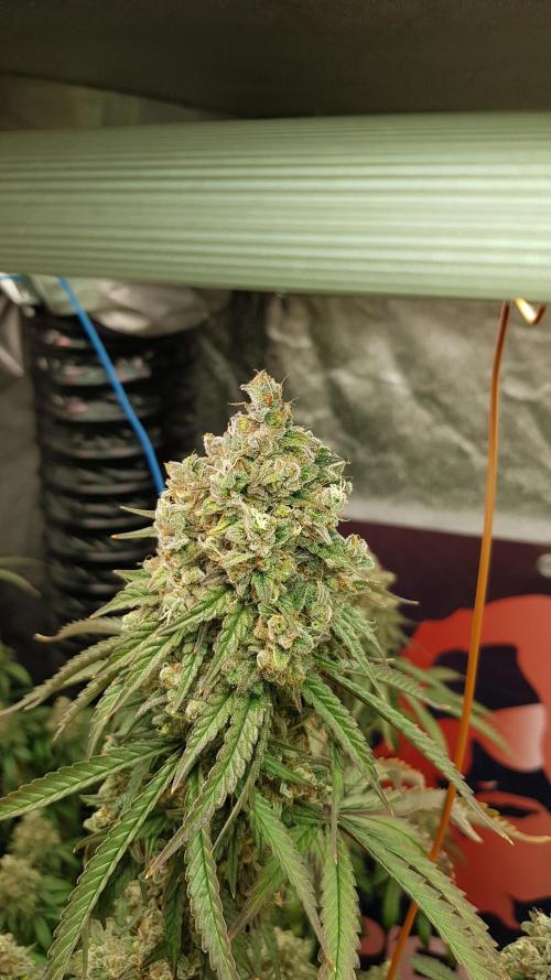 Rainbow Dreams. Week 14