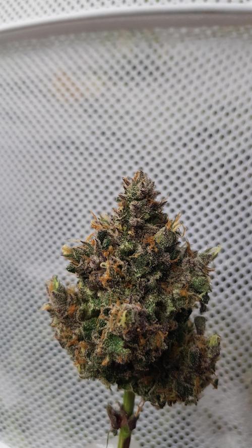 Sherbet with Paya. Week 14