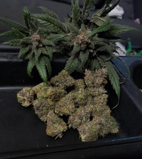 Sherbet with Paya. Week 14