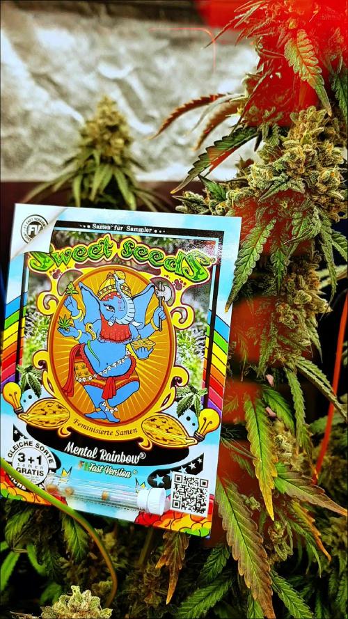 Rainbow Dreams