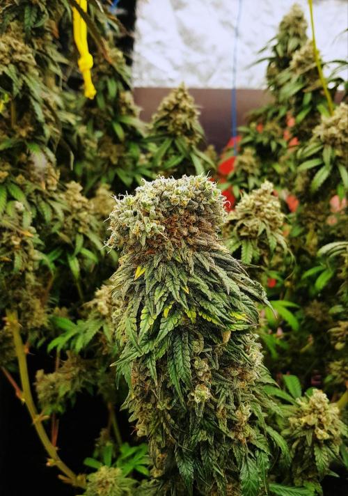 Rainbow Dreams. Week 15