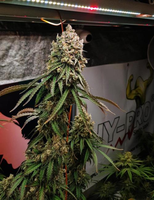 Rainbow Dreams. Week 15