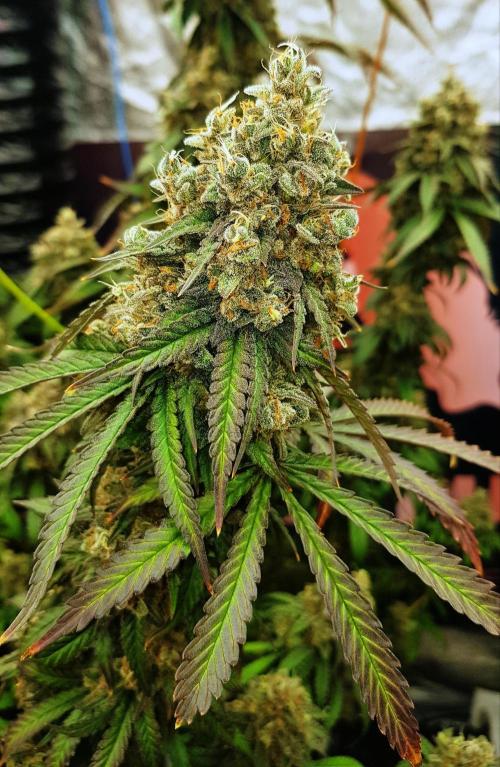 Rainbow Dreams. Week 15