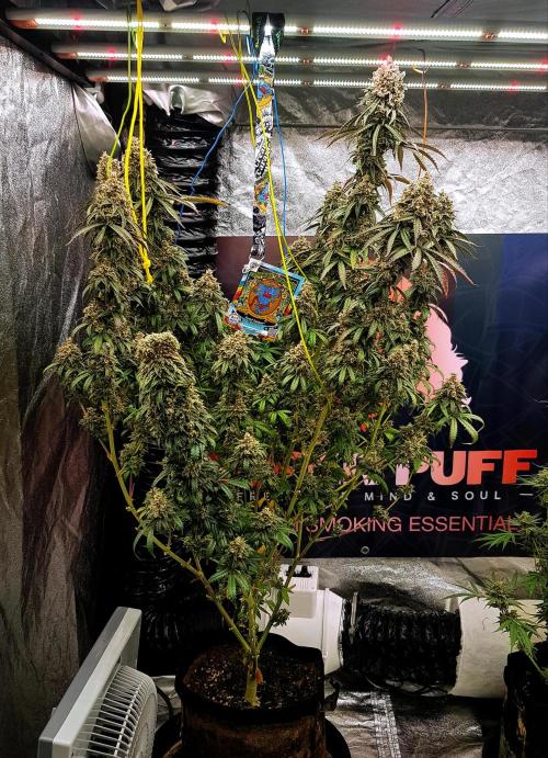 Rainbow Dreams. Week 15