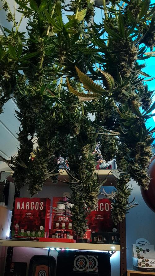 Rainbow Dreams. Week 15