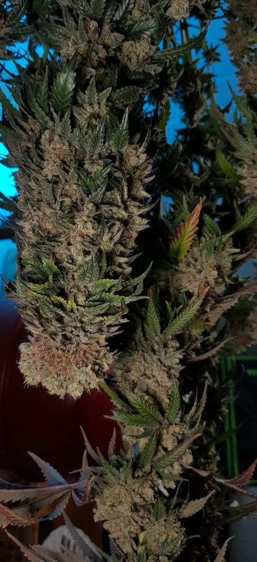 Rainbow Dreams. Week 15