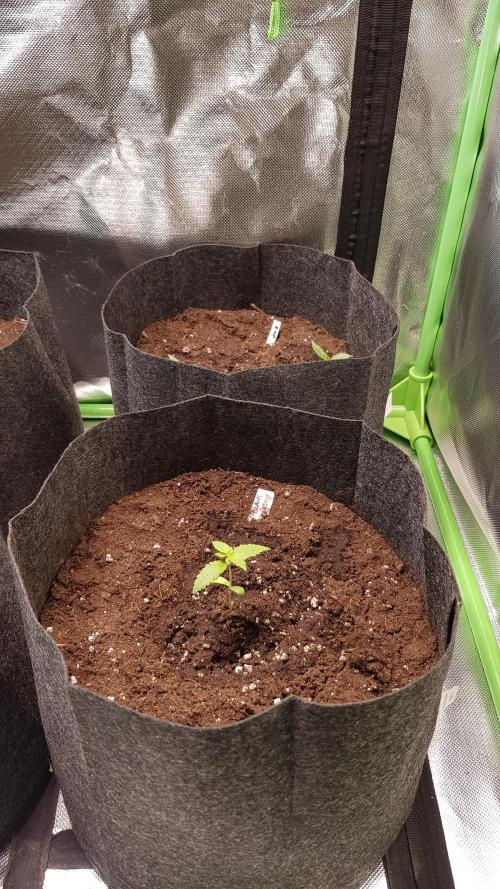 Hunting Berrys. Week 1