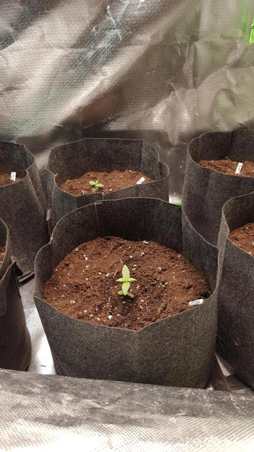 Fruity Cookies. Week 1