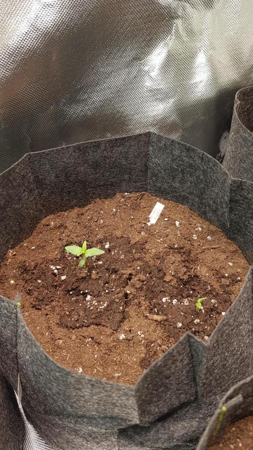 Haze goes Purple. Week 1