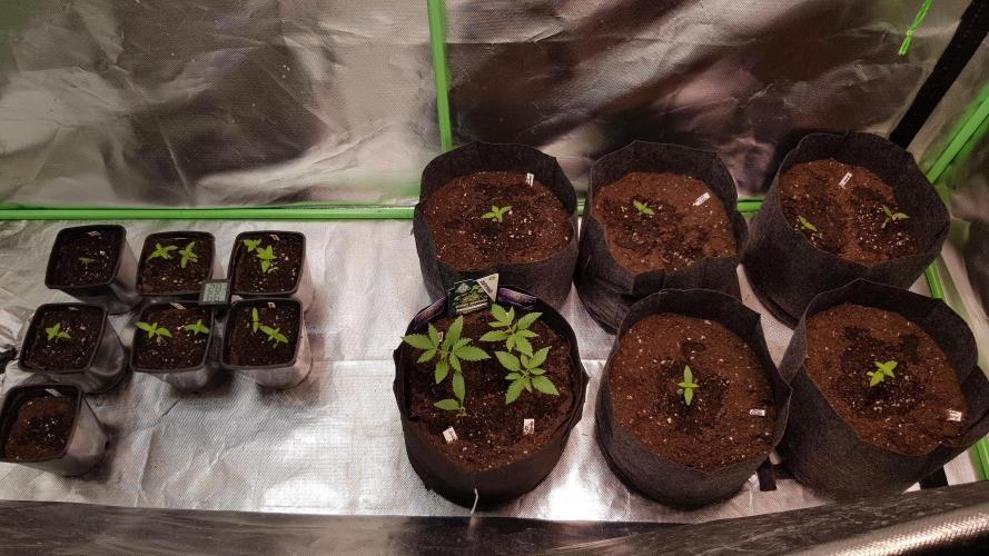 Catching The Apples. Week 1