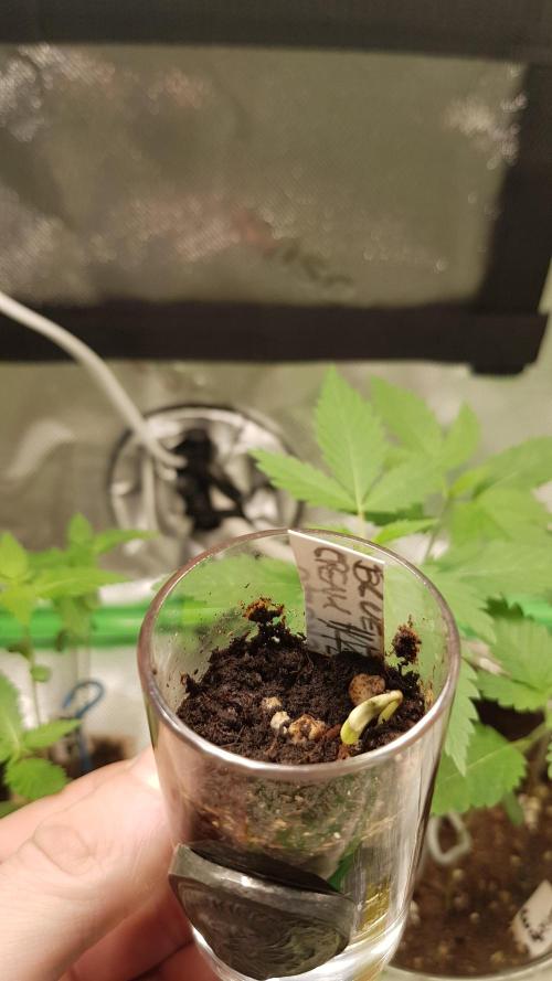 Breeding Special. Week 1