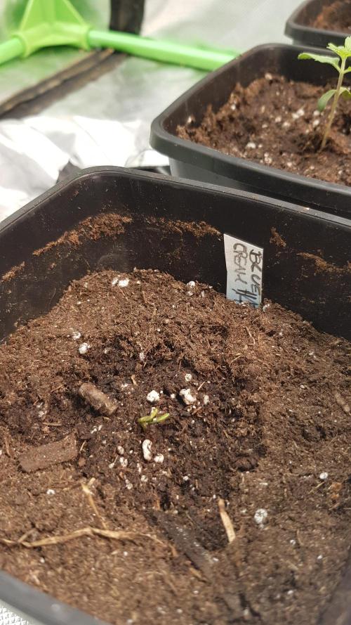 Breeding Special. Week 1