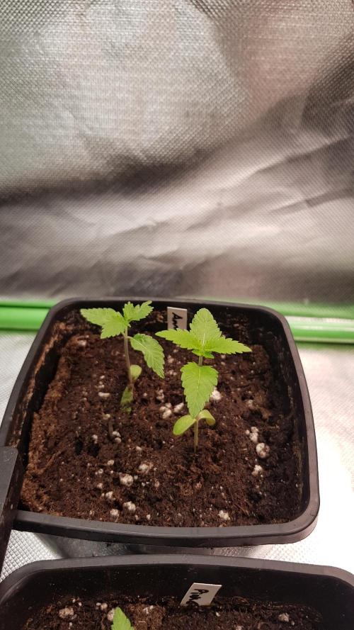 Home Of The Amnesia. Week 1