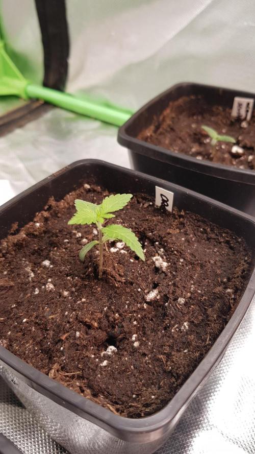 Forbiden Oreo. Week 1