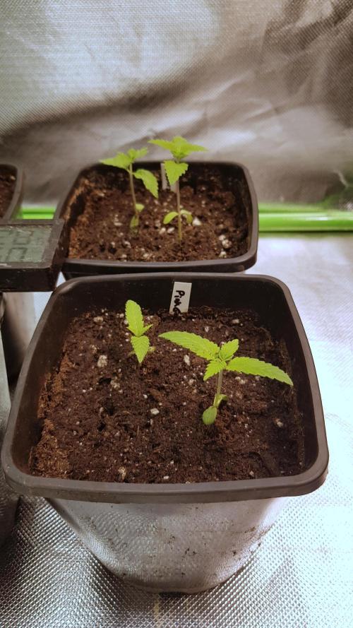 Gelato goes Pink. Week 1