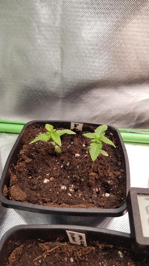 Rosé Meets Zoap. Week 1