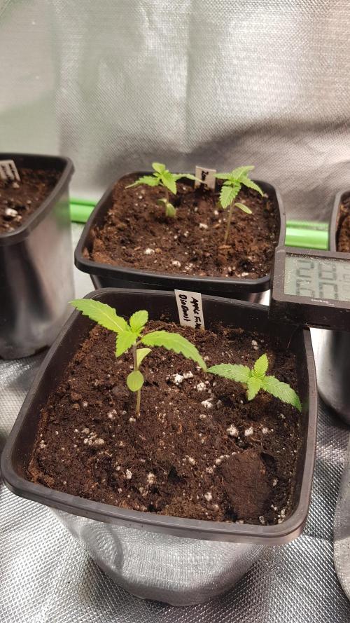 NEW BioBoost Seeds. Week 1