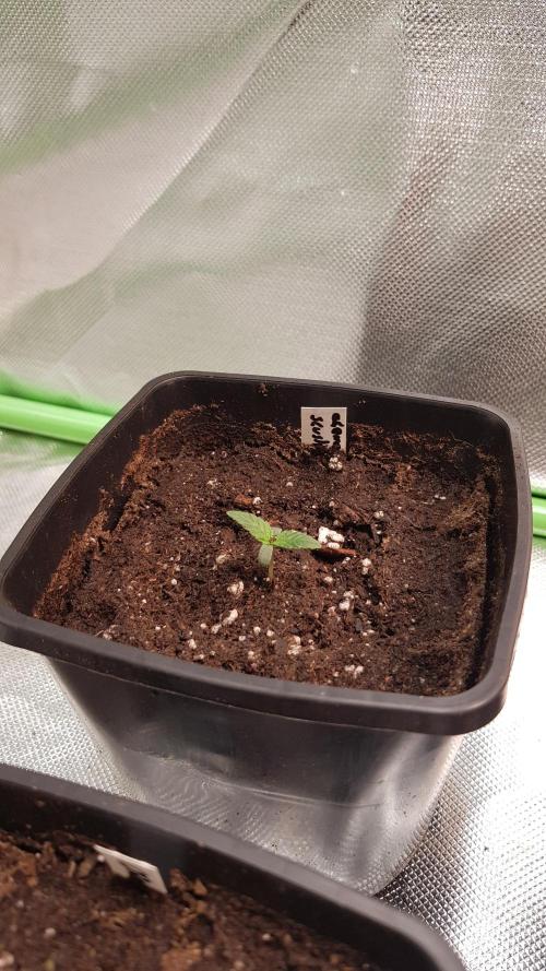 NEW BioBoost Seeds. Week 1