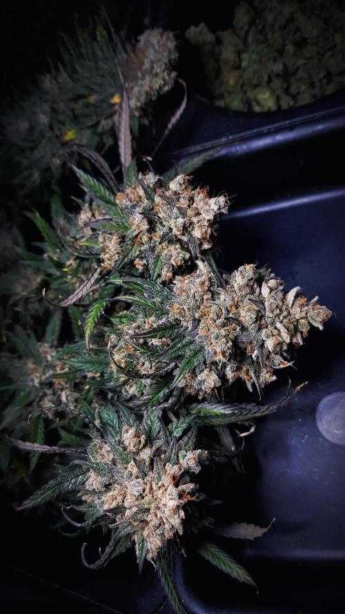 Rainbow Dreams. Week 15