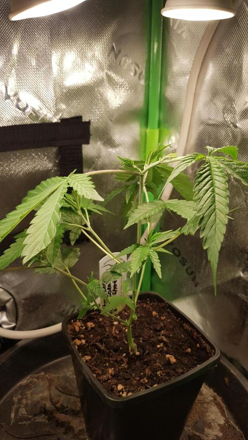 GGD Hunted Pheno #1. Week 3