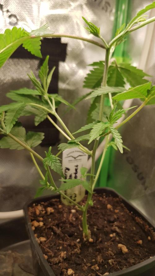 GGD Hunted Pheno #1. Week 3