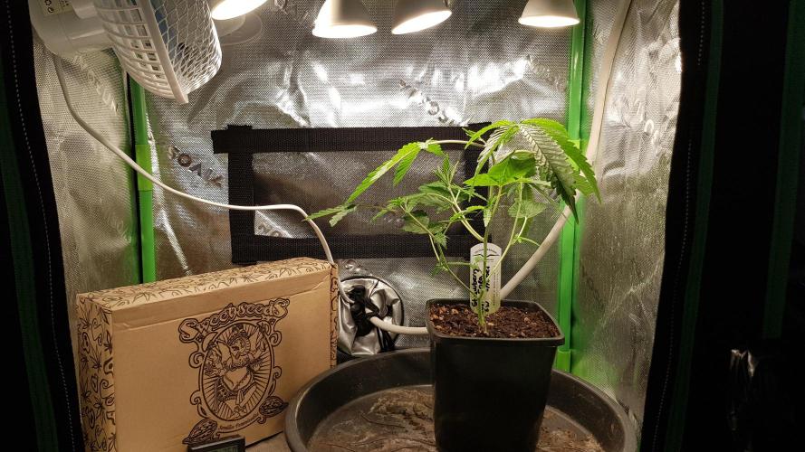 GGD Hunted Pheno #1. Week 3