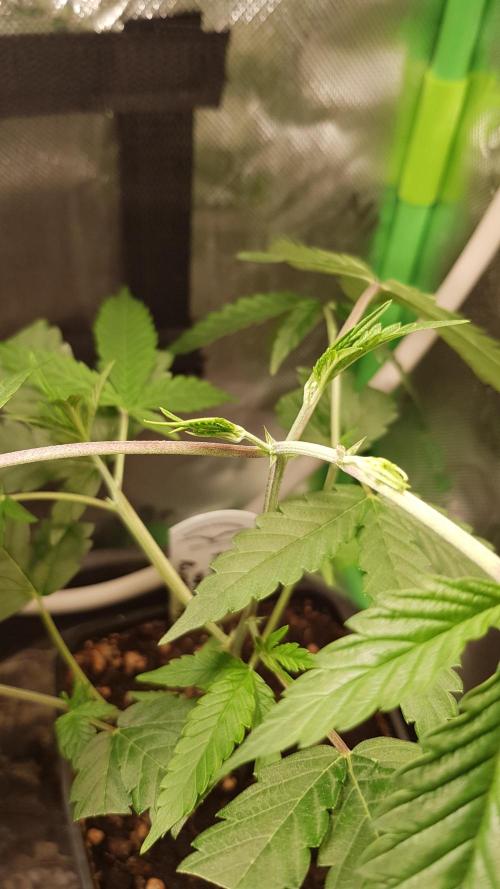 GGD Hunted Pheno #1. Week 3